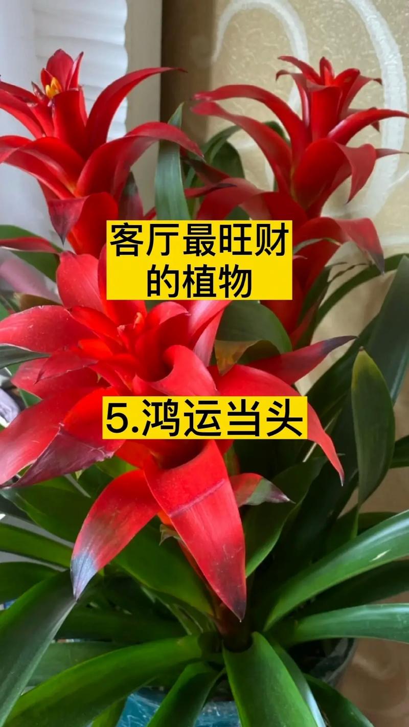 哪些室内植物可以起到旺财的作用?