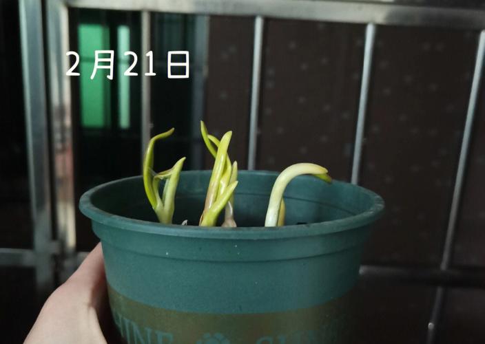 梦见大蒜发芽长出绿苗是什么意思