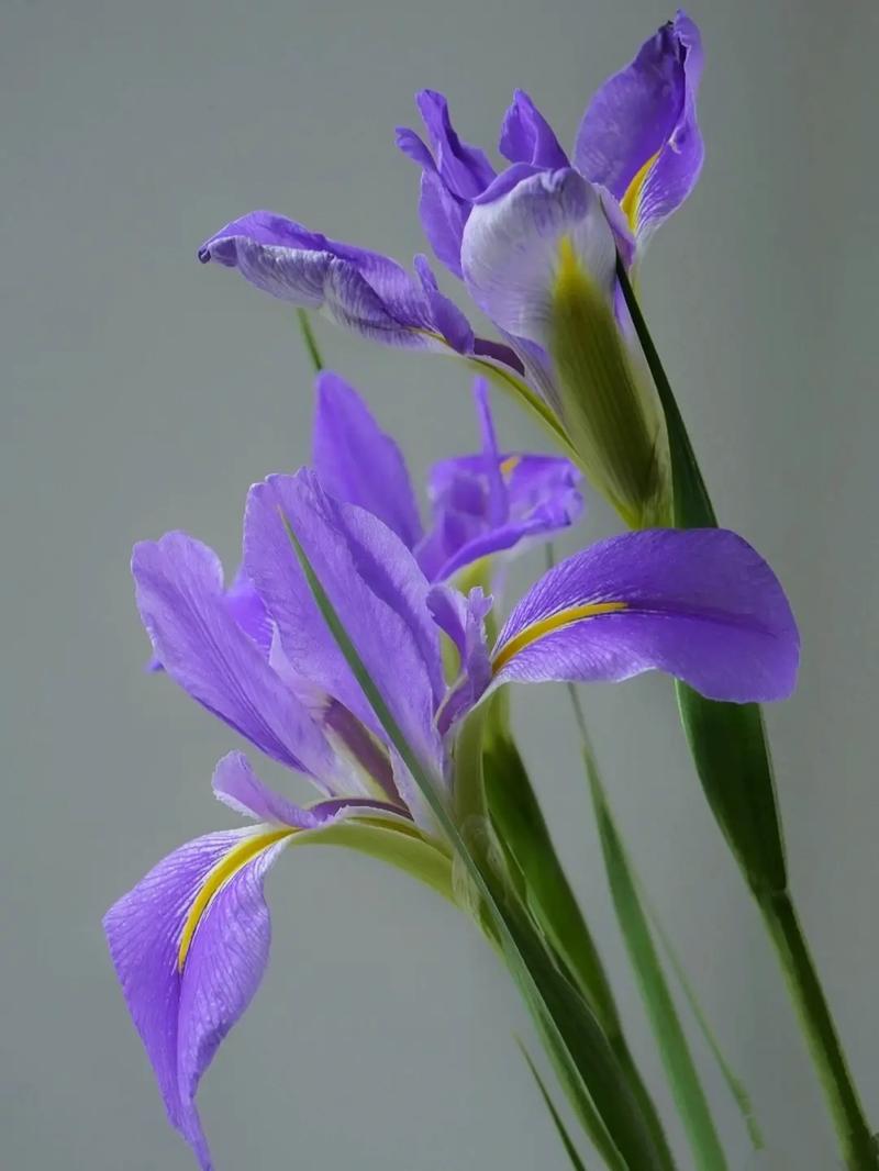 鸢尾花花语