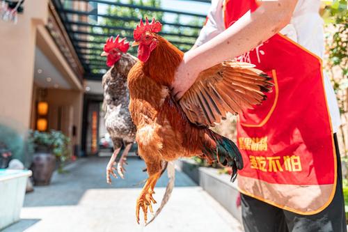 梦见野鸡是什么意思