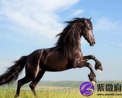 如何得到属马老板赏识