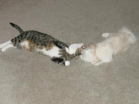 梦见死狗死猫