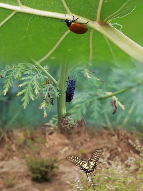 梦见爬山涉水吃苹果,表示什么意思?