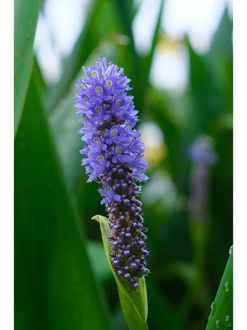 不常见的花:梭鱼草的花语是什么?