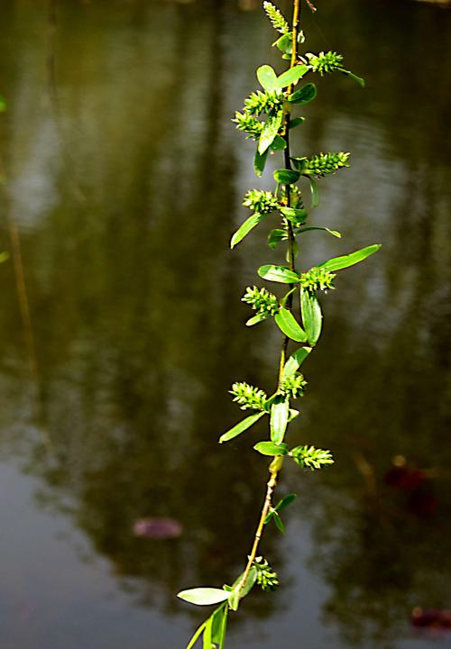植物花语:杨柳的花语是什么?