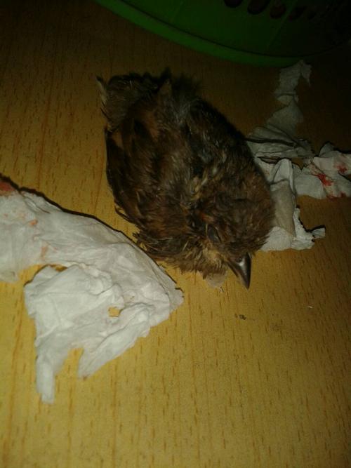 孕妇梦见被鸟咬