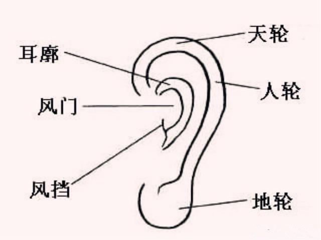 解析:什么样的耳朵有福气?