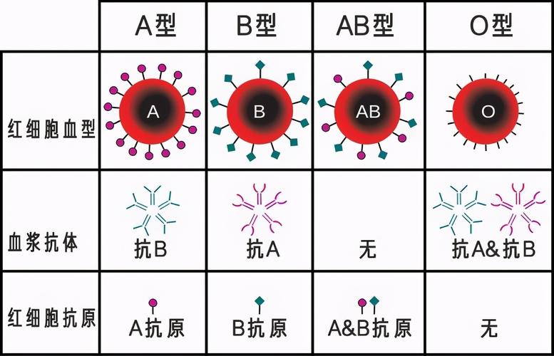 什么血型最少见