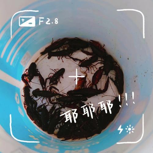 梦见钓小龙虾什么意思