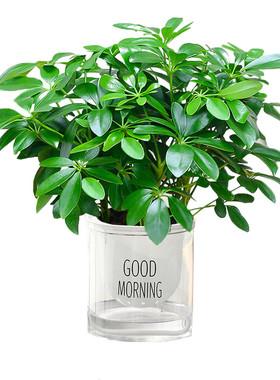 服装店养什么植物招财