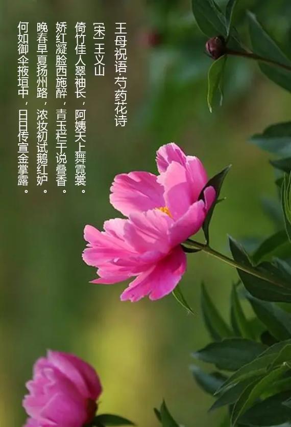 芍药花语