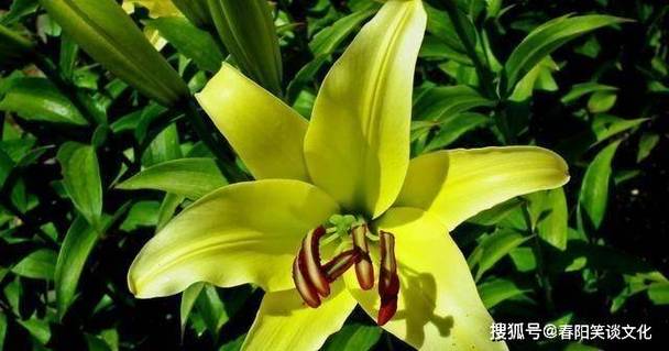 未来二周,横财涌入,喜鹊送喜,桃花不断的4大生肖