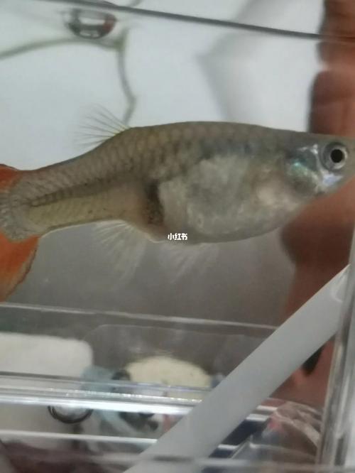 梦见两只鱼 梦见两只鱼生了好多小鱼