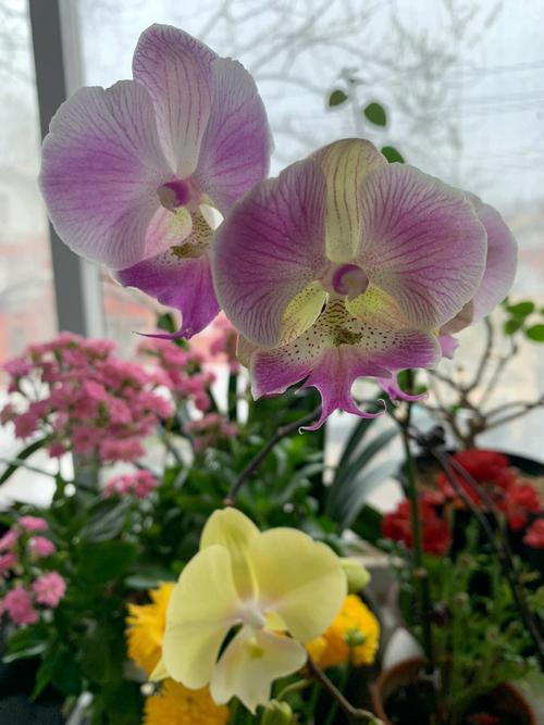 长寿花及虎尾兰各有何风水作用?