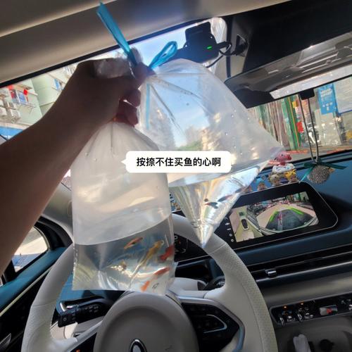梦见鱼缸的鱼游来游去