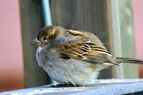 梦见死鸟挂树上