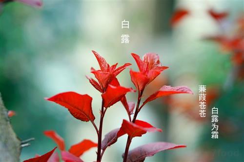 白露后几天交运?白露五行缺什么?