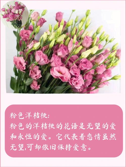 各种花的花语:洋桔梗花语及寓意