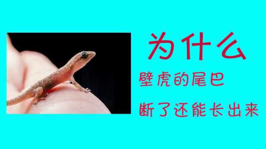 梦见壁虎尾巴断了是什么意思
