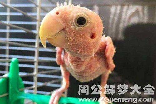 梦见无毛的鸟