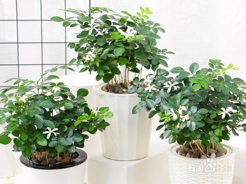 九里香种在家里禁忌需要注意什么