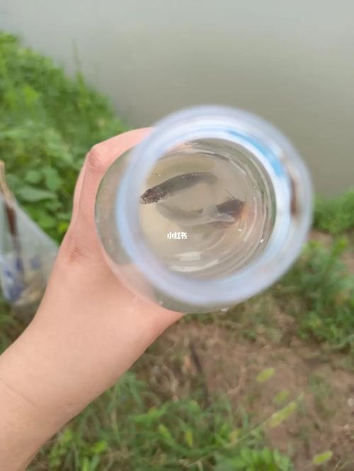梦见男朋友钓鱼的女性朋友要注意什么