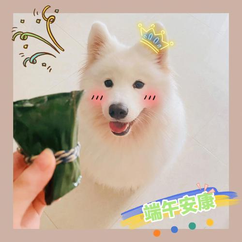 端午节生肖狗会有怎样的好运