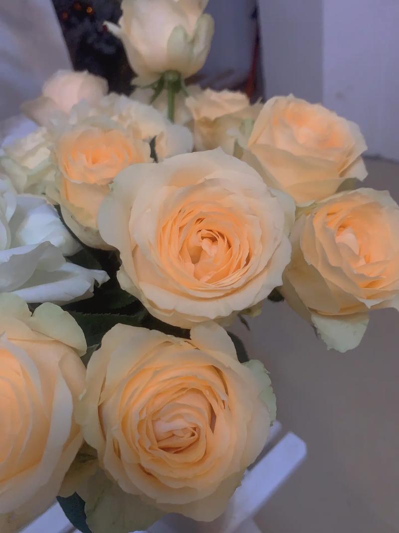 香槟玫瑰的花语和寓意是什么?