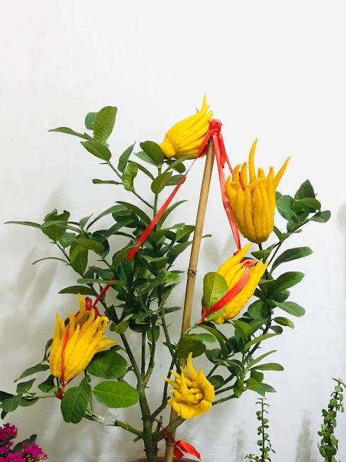 佛手柑花语:吉祥、幸运