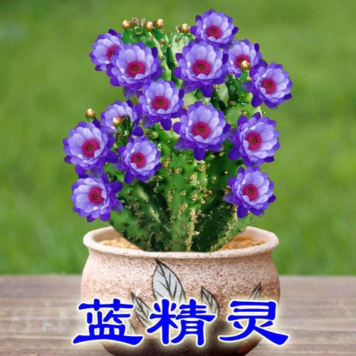 房子客厅摆放什么植物招财