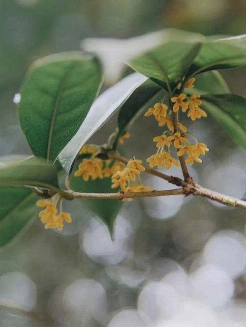 院子里种桂花树的禁忌