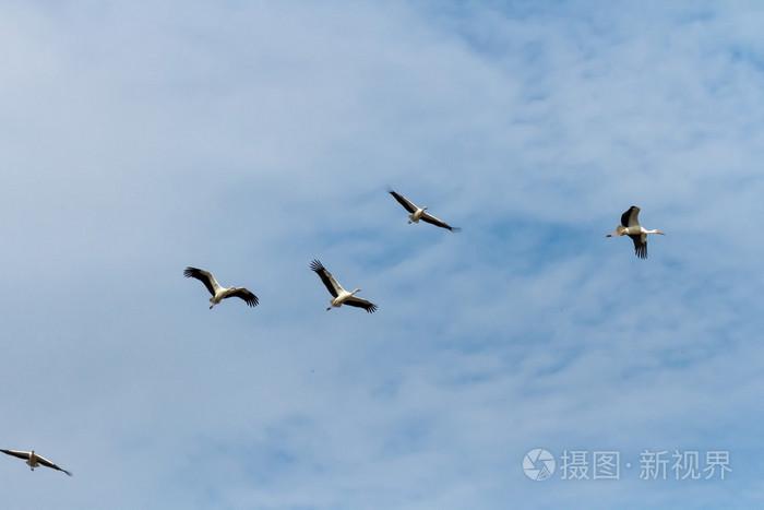 梦见天空许多鸟