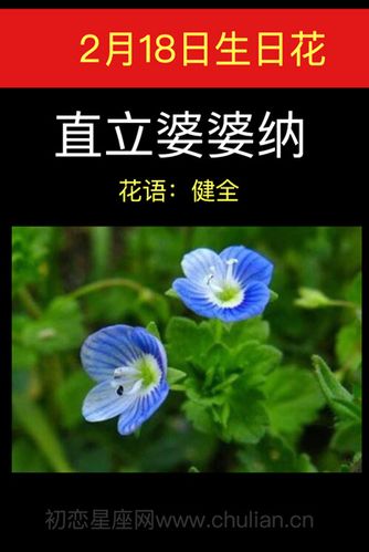 2月18日生日花语:直立婆婆纳,2月18日是什么星座?