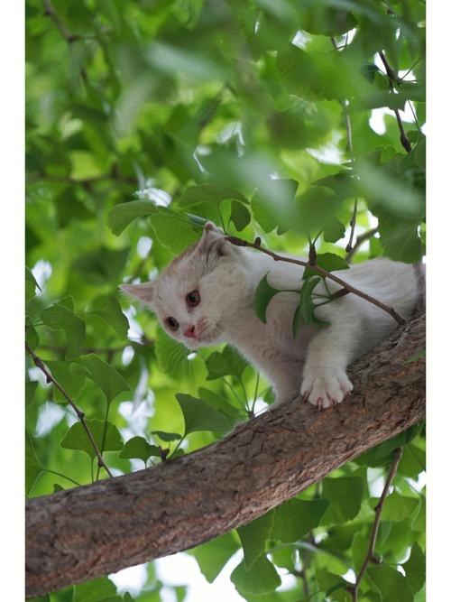 梦见猫爬上树去