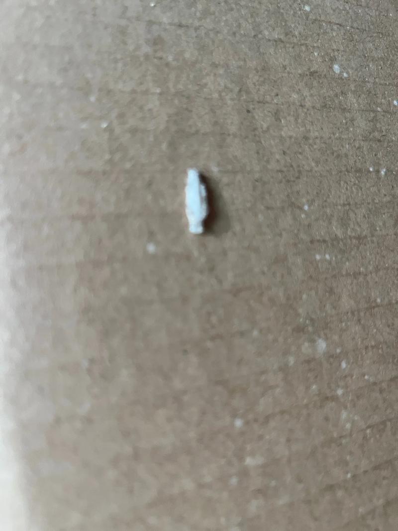 梦见大白虫