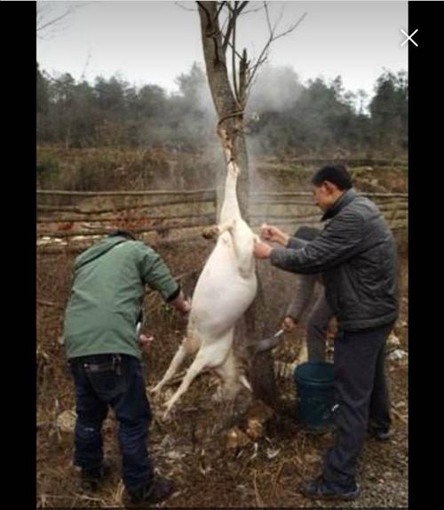梦见别人杀羊剥皮见血是什么意思