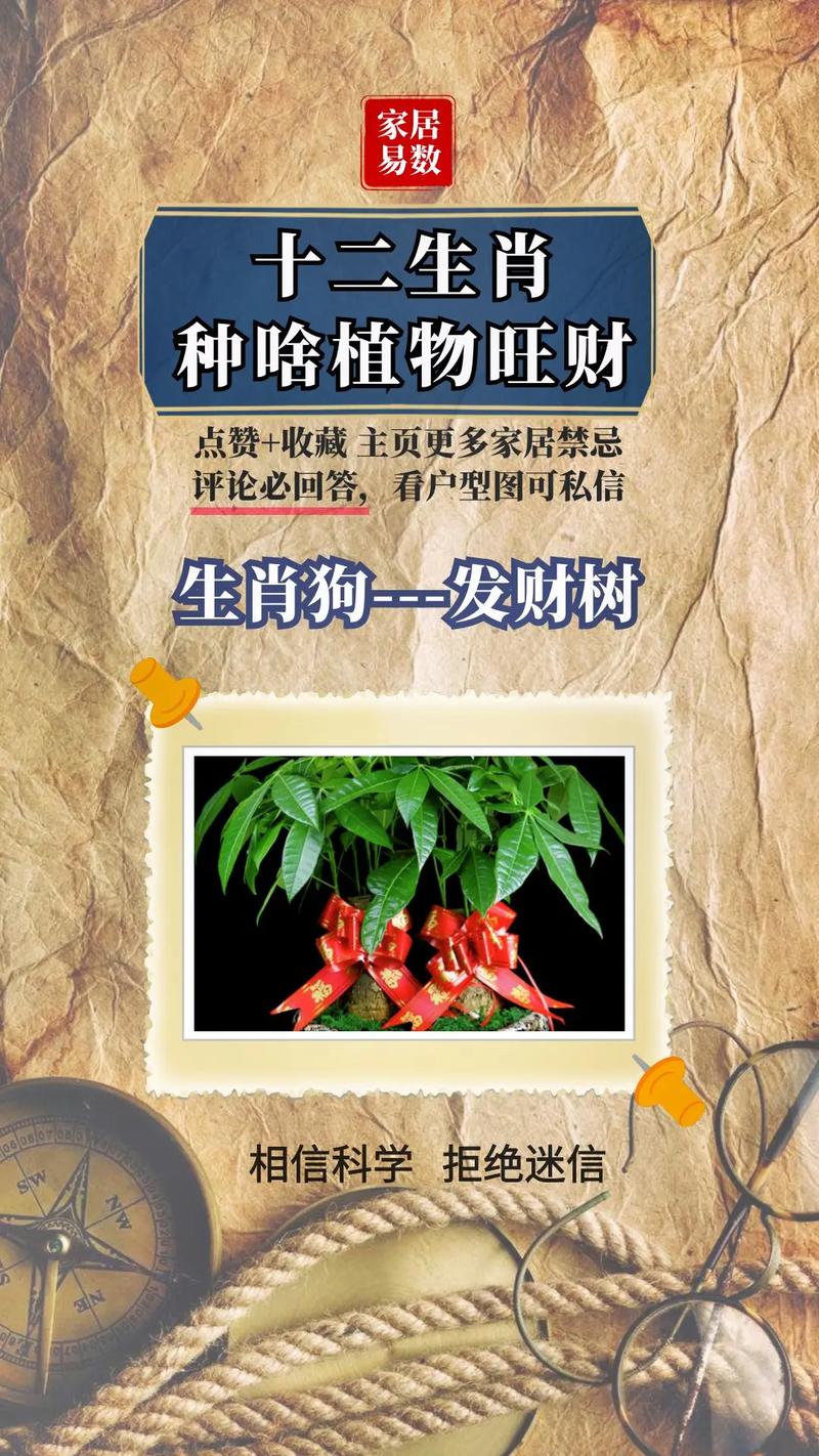 旺财植物,12生肖适合养啥