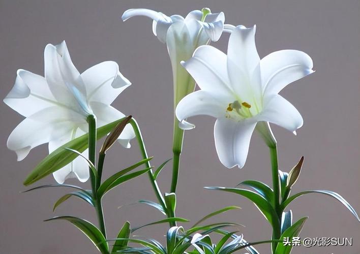 梦见百合花是什么意思