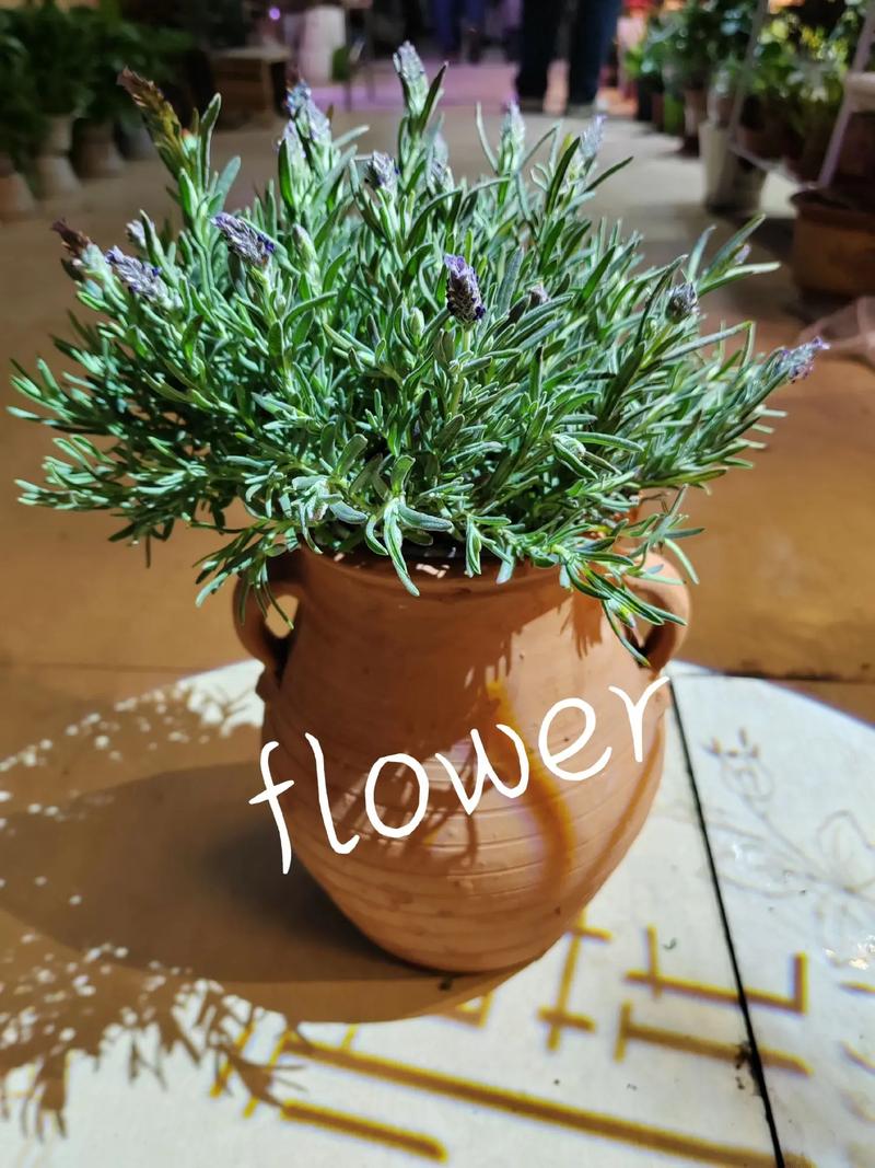 薰衣草花语是什么:等待爱情