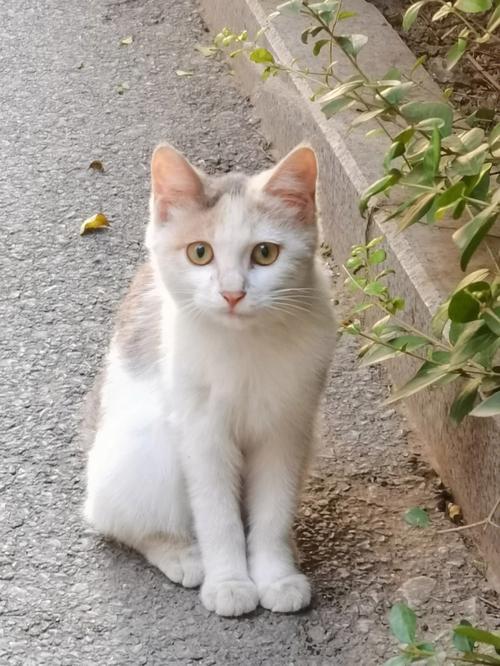 做梦梦到一只白猫和一直花猫看着我预示着什么