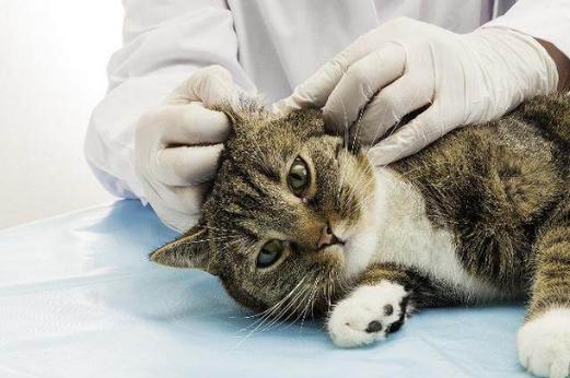 梦见被猫挠了怎么回事