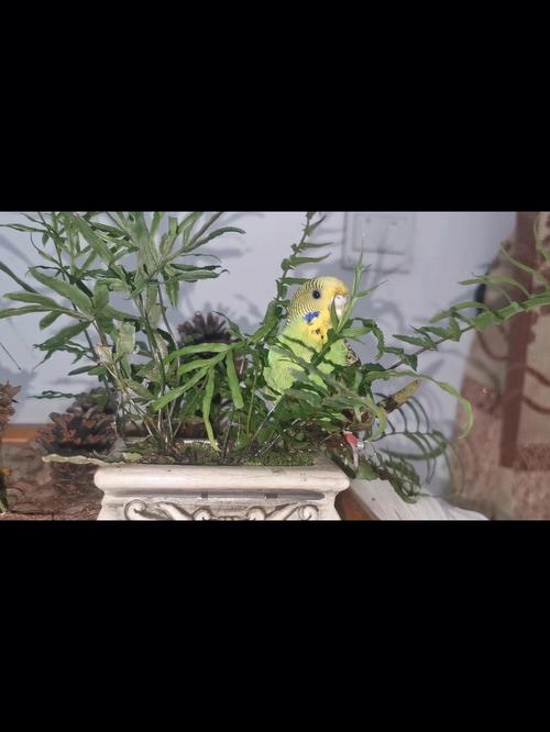 梦见蕨类植物是什么意思