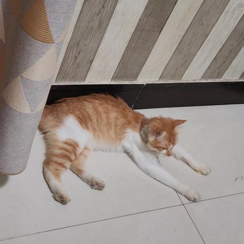 梦见家里进很多猫撵走了