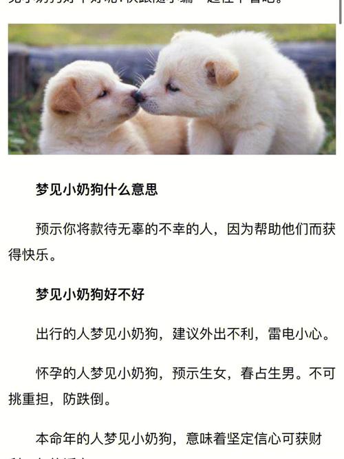 梦见抱小奶狗是什么预兆