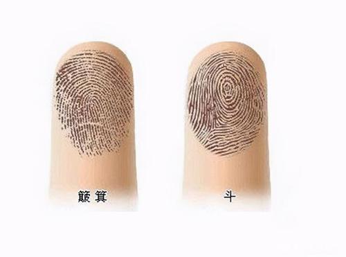 手指指纹簸箕和斗有什么区别