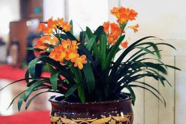 风水房间里不能养什么花