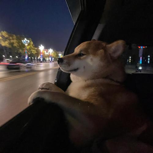 嘴巴不兜风的生肖们