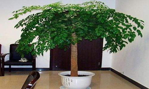 2016年植物摆放风水禁忌-家居风水