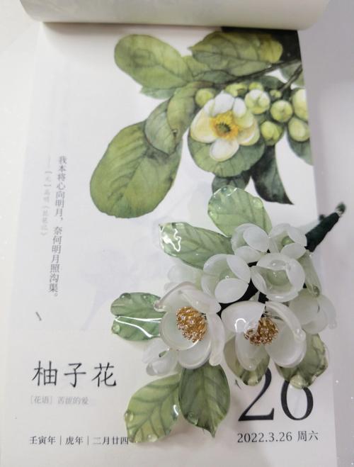 2月11生日花:红樱草,生日花语悲哀
