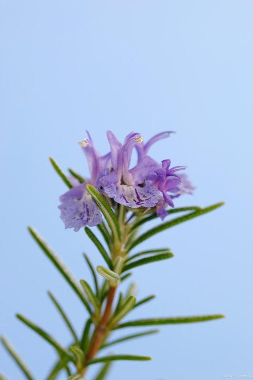 迷迭草花语:忠诚、此情不渝